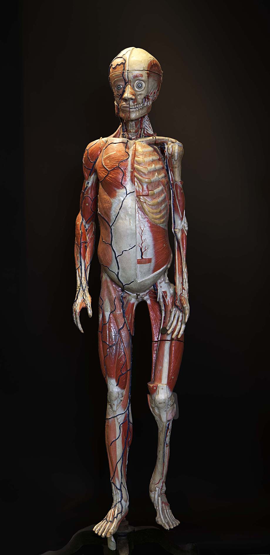 Squelette humain  Musées d'art et d'histoire de Genève
